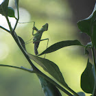 Carolina mantis