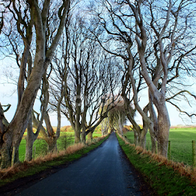The Dark Hedges by Ludwig Wagner - Landscapes Travel
