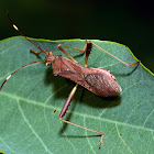 Lupine Bug