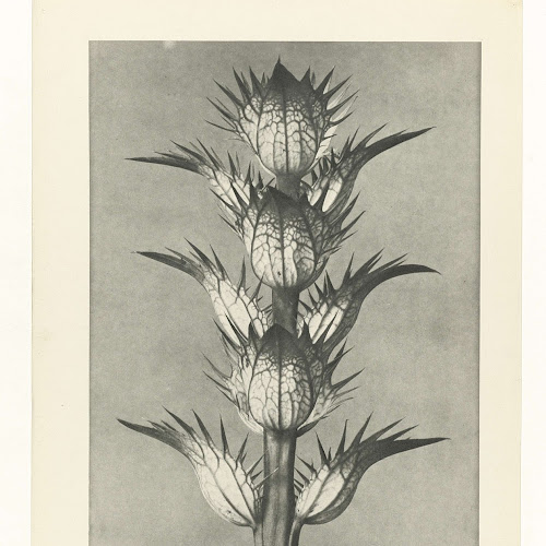 Plantstudie, Karl Blossfeldt, 1928 Rijksmuseum