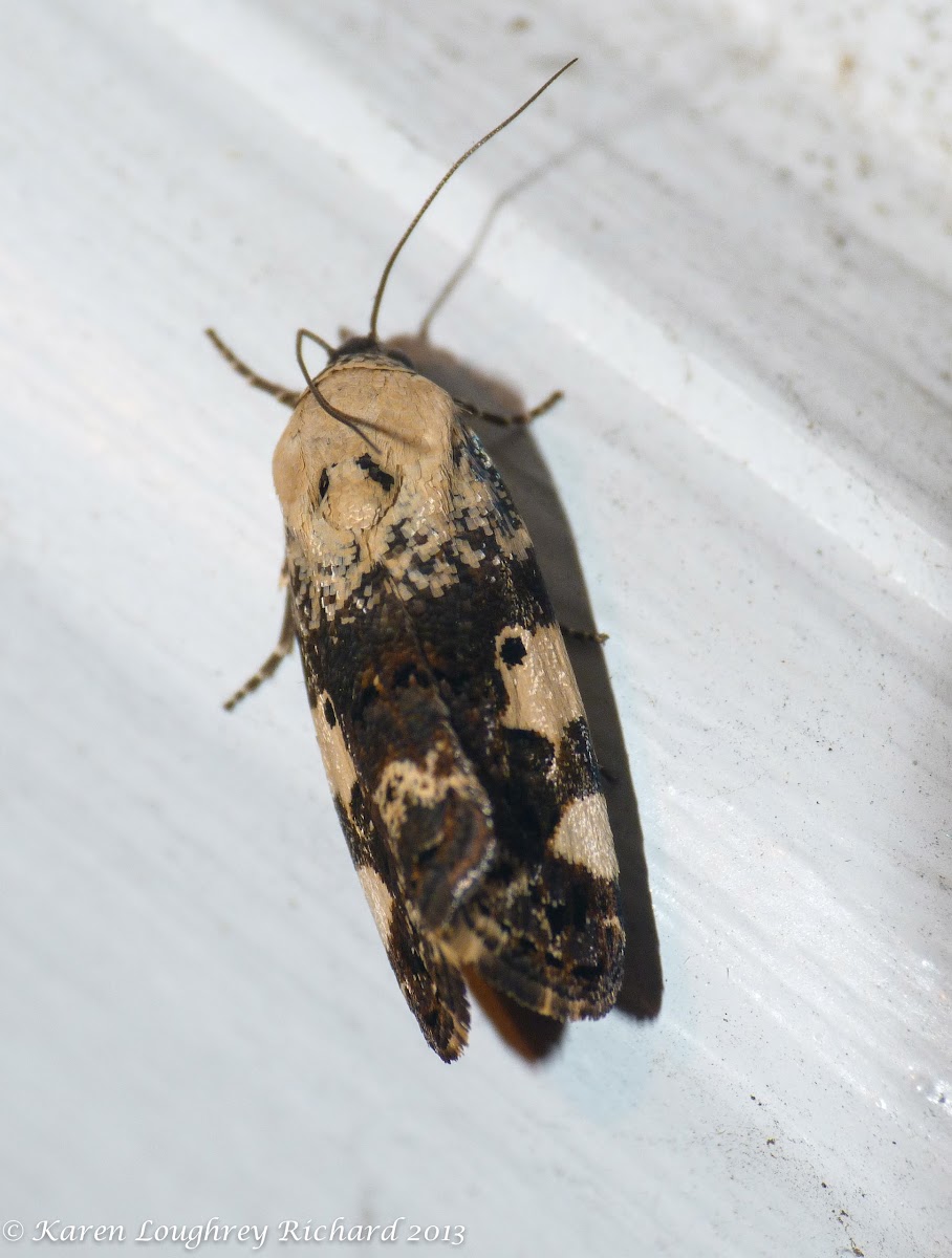 Exposed bird-dropping moth