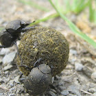 Escarabajo Pelotero - Dung beetle