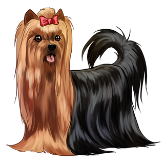 WS: Yorkshire Terrier