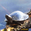 Western Pond Turtle