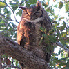 Great Horned Owl & Engelmann Oak