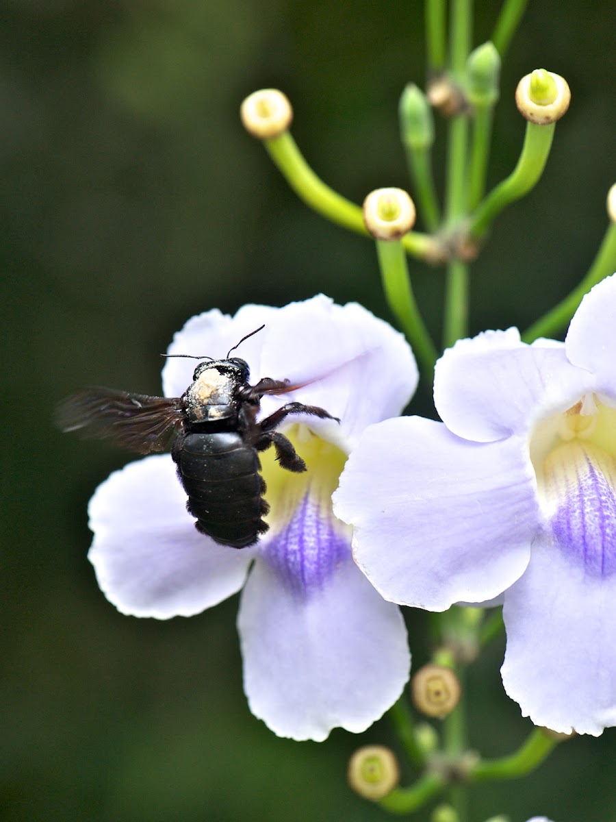 Bali bee