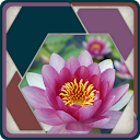 HexSaw - Petals mobile app icon