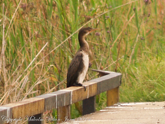 Long-tailed Cormorant