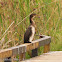 Long-tailed Cormorant