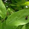 Multicolored Asian Lady Beetle larva