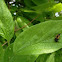 Multicolored Asian Lady Beetle larva