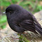 Black Robin