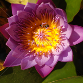 by Deepti Rokade - Flowers Single Flower