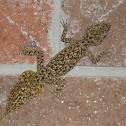 Leaf tailed gecko