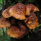 Pholiota Fungi