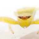 Yellow Crab Spider