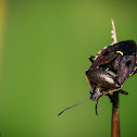 shield bug