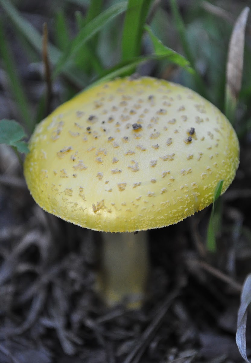 Australian Yellow-dust Amanita fungi