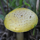 Australian Yellow-dust Amanita fungi