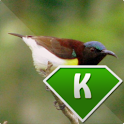 Birds Info – Indian Birds logo