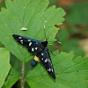 Nine-Spotted Moth