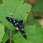 Nine-Spotted Moth