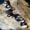 Atlantic puffin in groups, resting