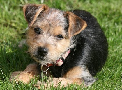 Dogs Jigsaw Puzzles Screenshots 3