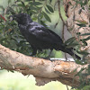 Australian Raven - juvenile