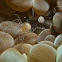 Egg Shell Anemone Shrimp
