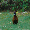 Common Pheasant cock