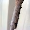 Porela Caterpillar