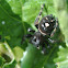 Bold Jumping Spider (snacking on a caterpillar)