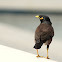 Common Myna