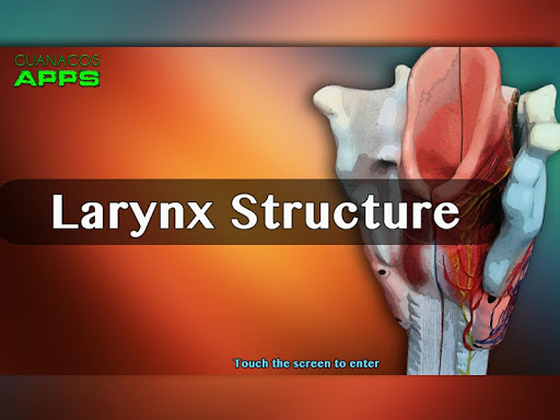 Larynx Structure