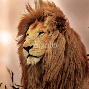 The Lion King. by Zoe Walker Designs - Animals Lions, Tigers & Big Cats