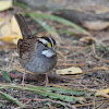 White-throated Sparrow