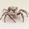 Tan jumping spider (female)