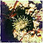 Yellow Sea Urchin