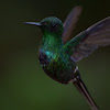Colibri colicerda verde