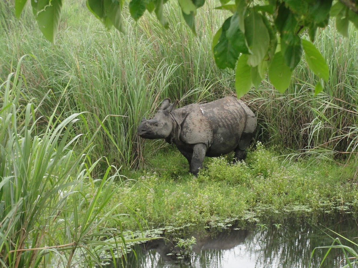 Indian Rhinocero