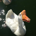 White Chinese Goose (domestic)