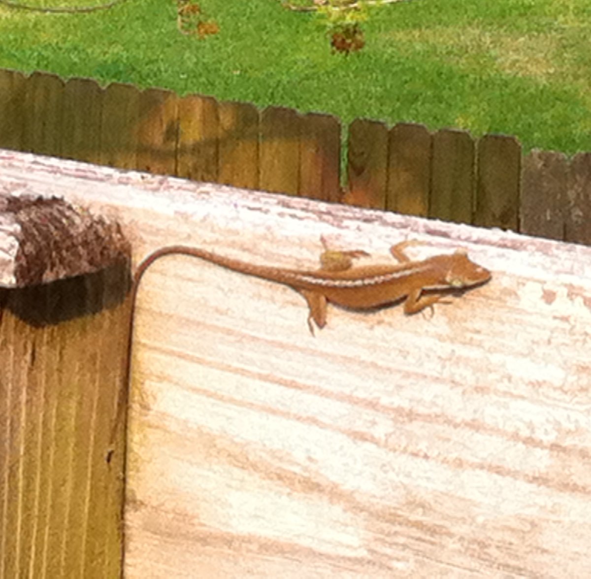 Brown Anole