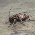Long-horned beetle