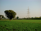 Green Tree and Lush Green Field, Tarun Chandel Photoblog