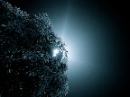Solitaire Diamond, Tarun Chandel Photoblog