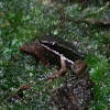 Allobates veraguensis dart frog