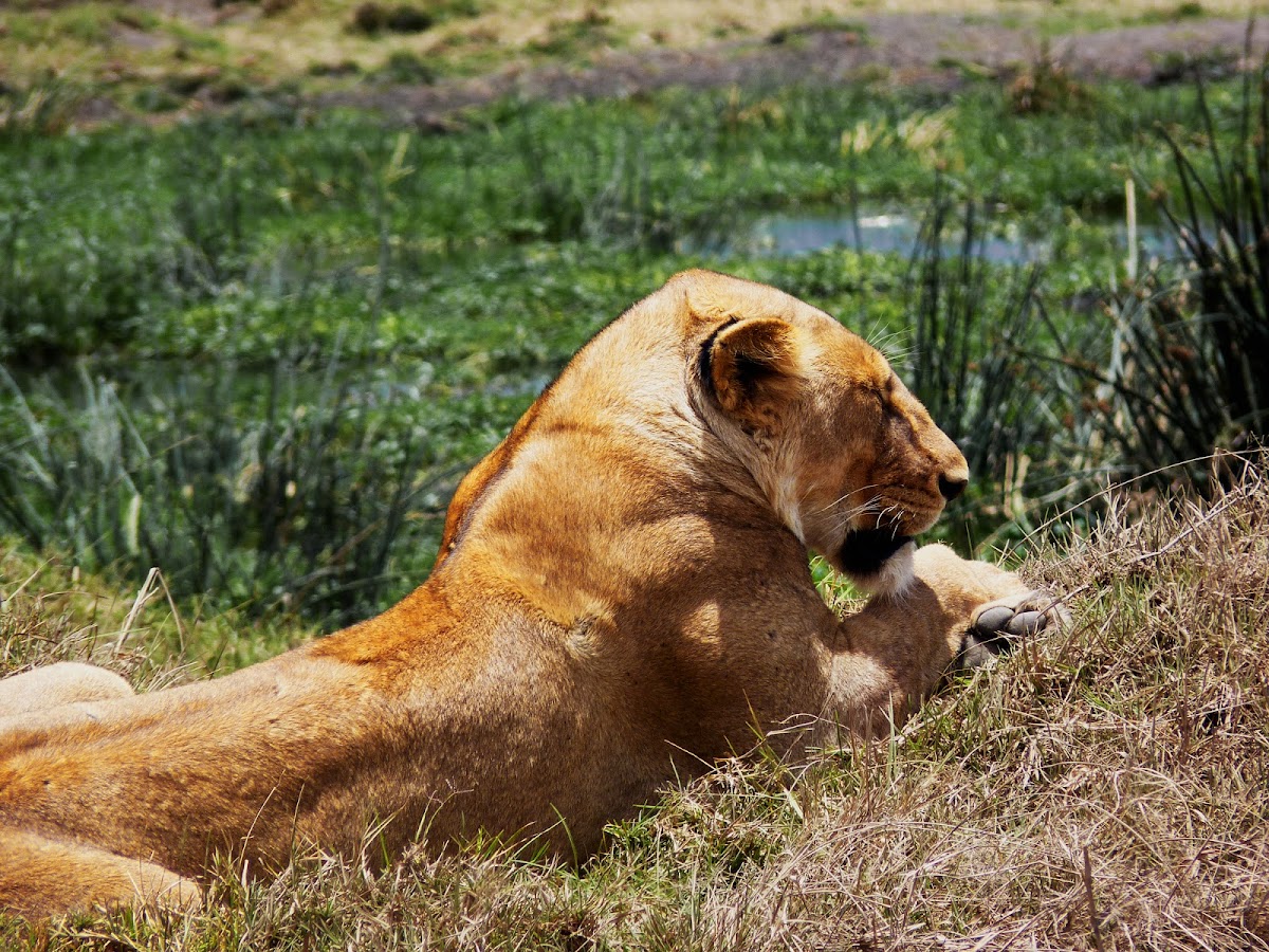 Masai Lioness