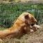 Masai Lioness
