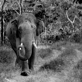 Hi key Monochrome Jumbo by Nimit Virdi - Animals Other Mammals